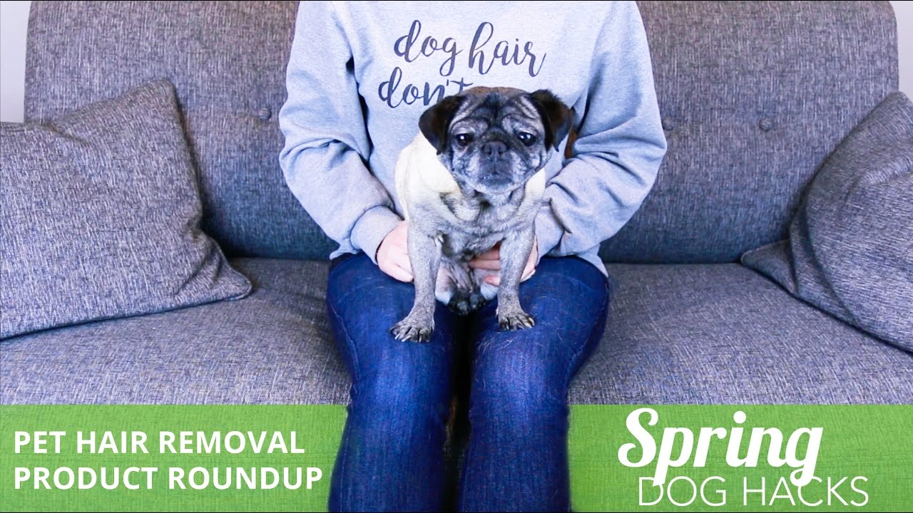 Best Pet Hair Removal Tools Tested & Reviewed - Rover