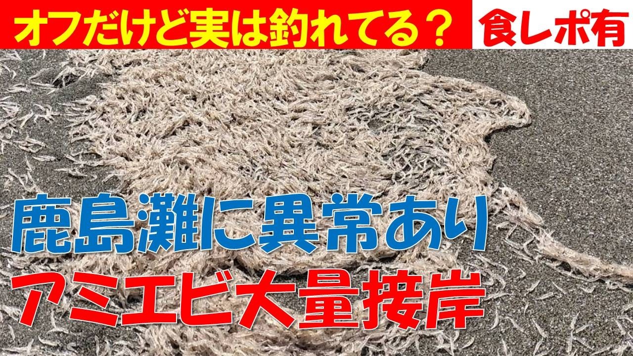 【鹿島灘に異常あり】アミエビ大量接岸！！