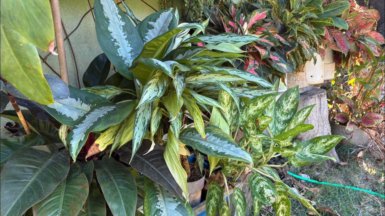TOUR NAS PLANTAS LINDAS DO MEU QUINTAL 🌸cheio de coisas lindas 💕🌺