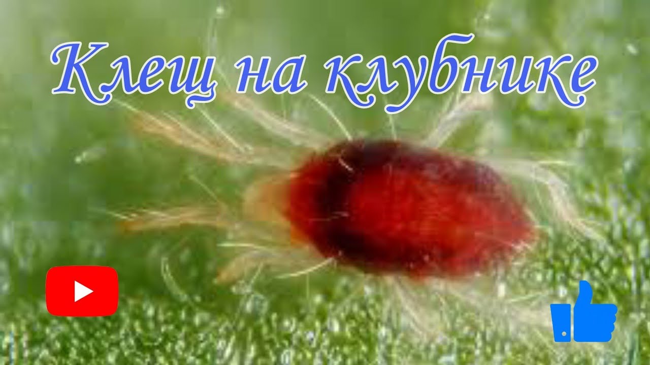 Клещ на клубнике.Борьба с ним.