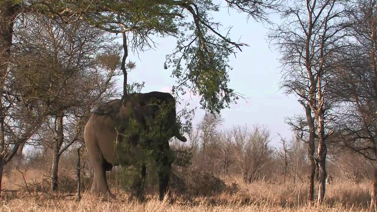 ToroYaka Bush lodge short version
