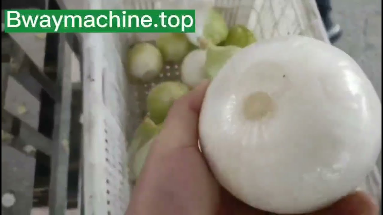 Onion top tail cutting machine ends cutting machine 1-2tons per hour