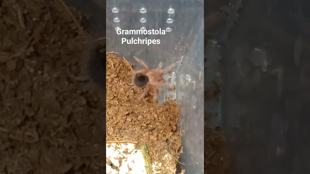 Grammostola Pulchripes🕷️