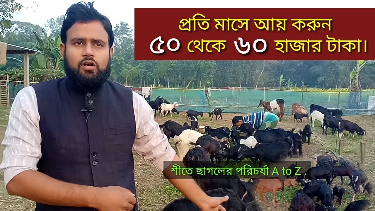 আধুনিক পদ্ধতিতে ছাগল পালন ll শীতে ছাগলের পরিচর্যা ll How to start a new goat farm in bangla.
