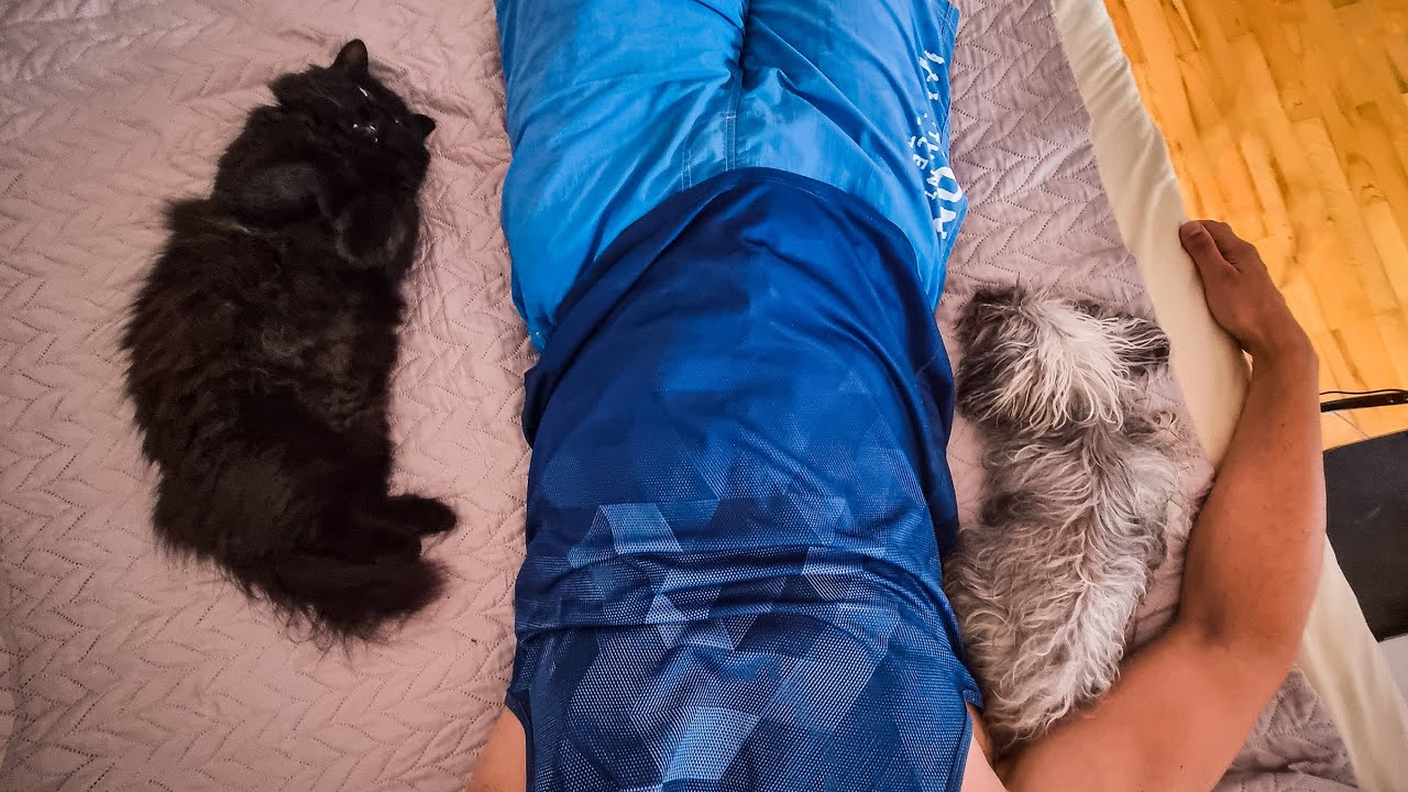 How Does a Black Norwegian Forest Cat Get along With a Dog?