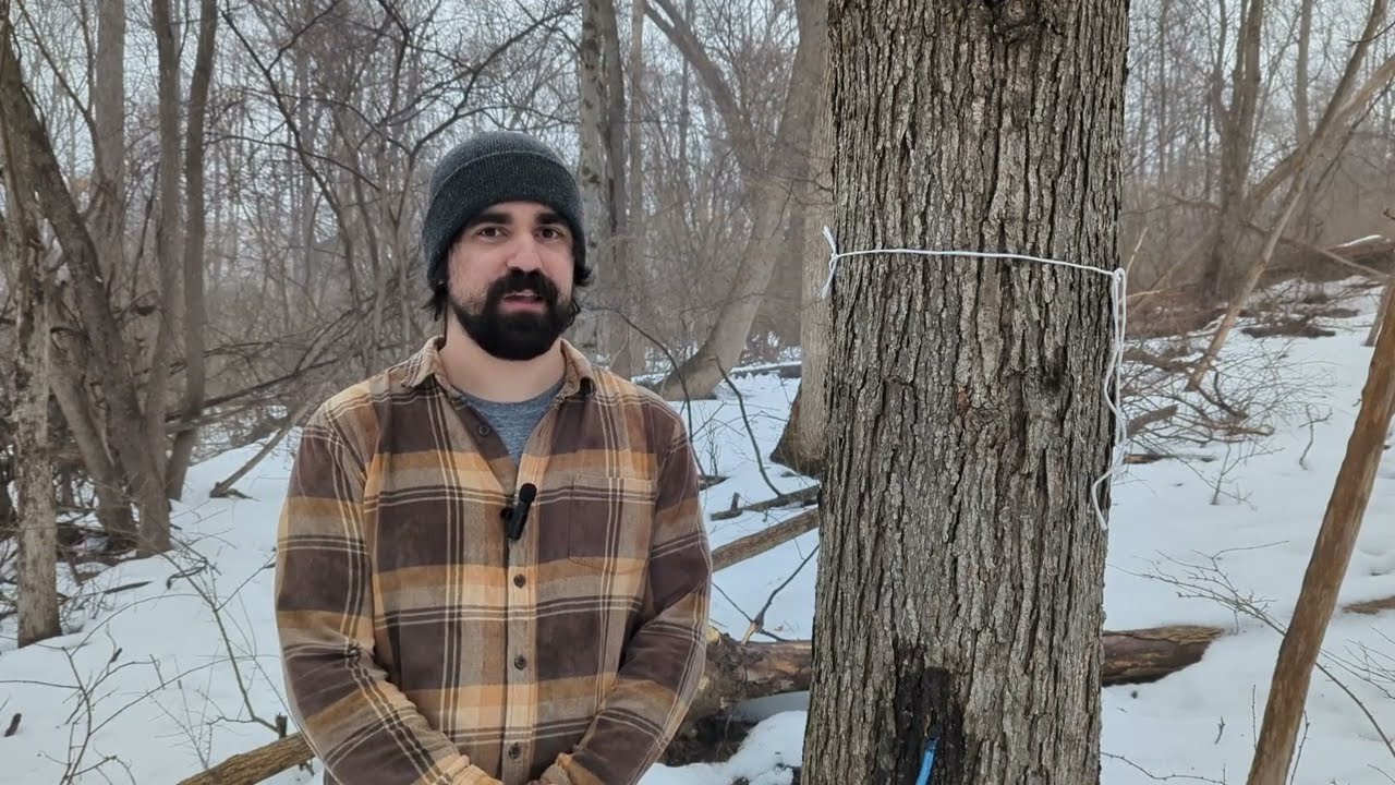 Homemade Maple Syrup Experiment