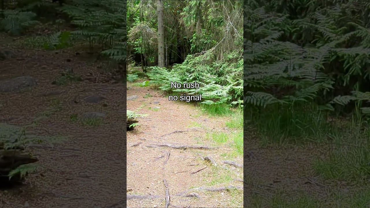 No rush no signal