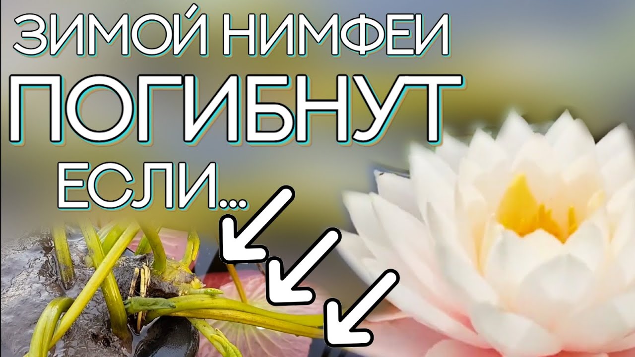 Зимой нимфеи погибнут если.. Как ухаживать за нимфеями в зимний период.
