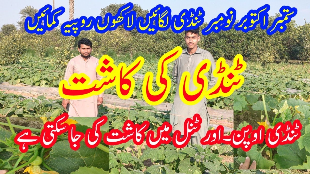 Tindi plant||How to grow summer Squash When to plant round green||Profitable farming of Teendi