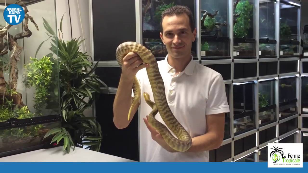 Les reptiles - La ferme tropicale