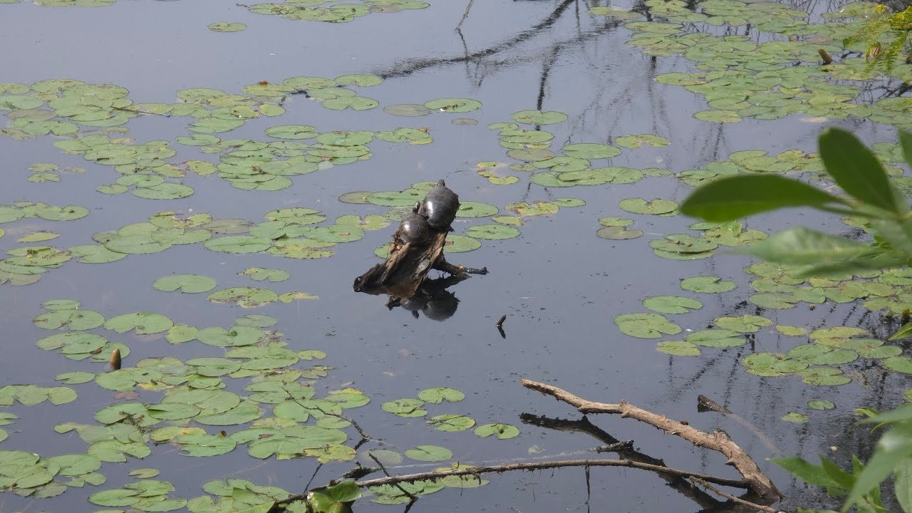 Witness the Beauty: Turtles Sunbathing on River Logs🐢🪵 @Swageduk986