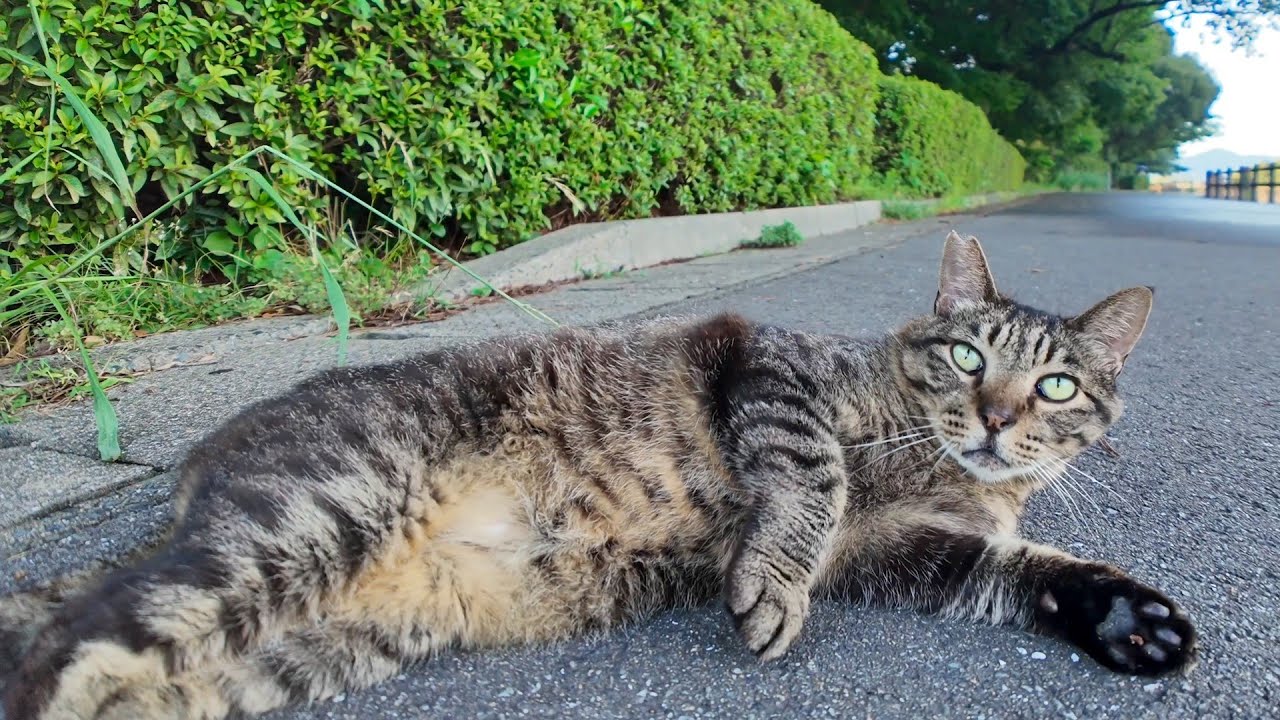 夕暮れの公園に猫がいたのでナデナデすると何処からともなく他の猫も現れた