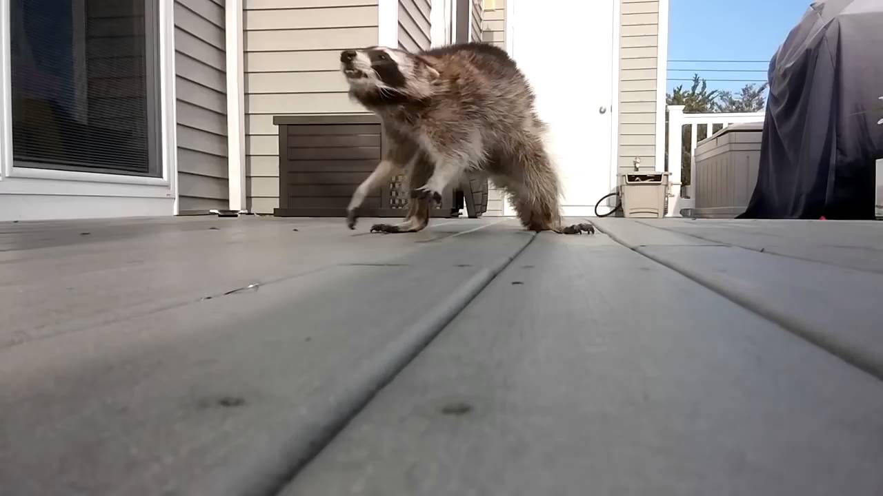 Waschb&auml;r ist sauer!
