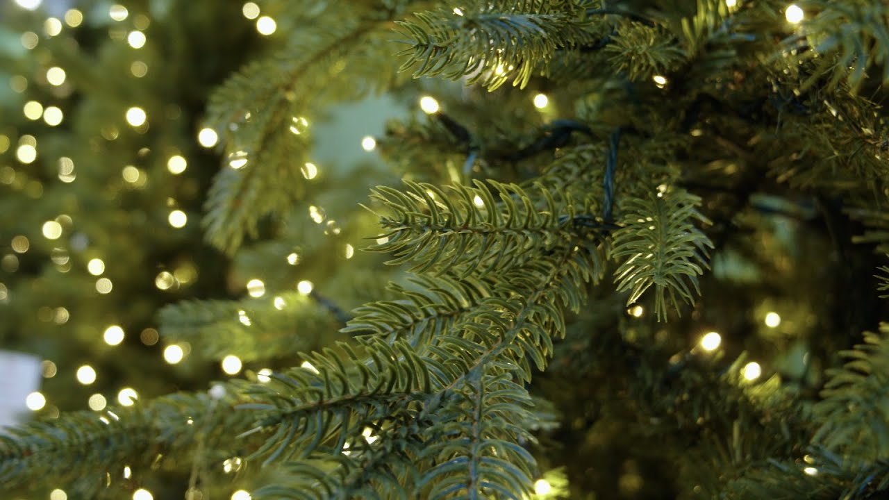 I segreti per scegliere il miglior albero di Natale🎄