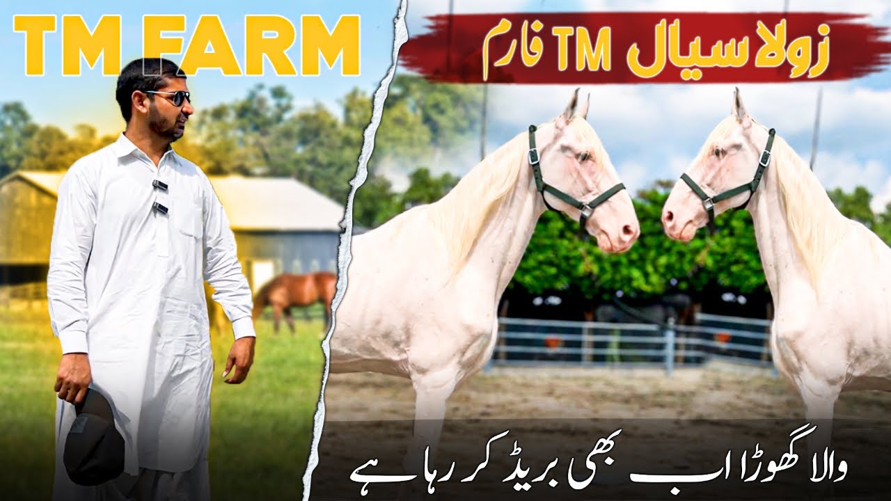 Zully Sial Wala Desi Nukra Horse | TM Farm Lahore | Pakistani Purebred Breeder Ghoda