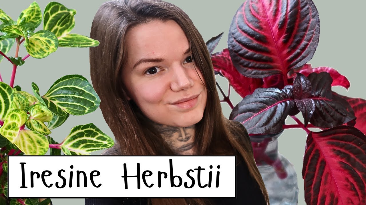 How To Propagate IRESINE HERBSTII Funnygold And Bloodleaf Plants