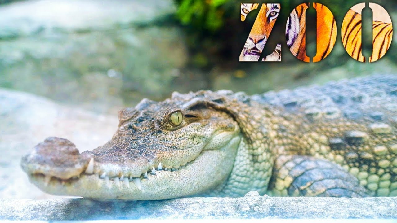 Thăm sở thú Sài Gòn 2018 (Saigon Zoo 2018) - Phần 1