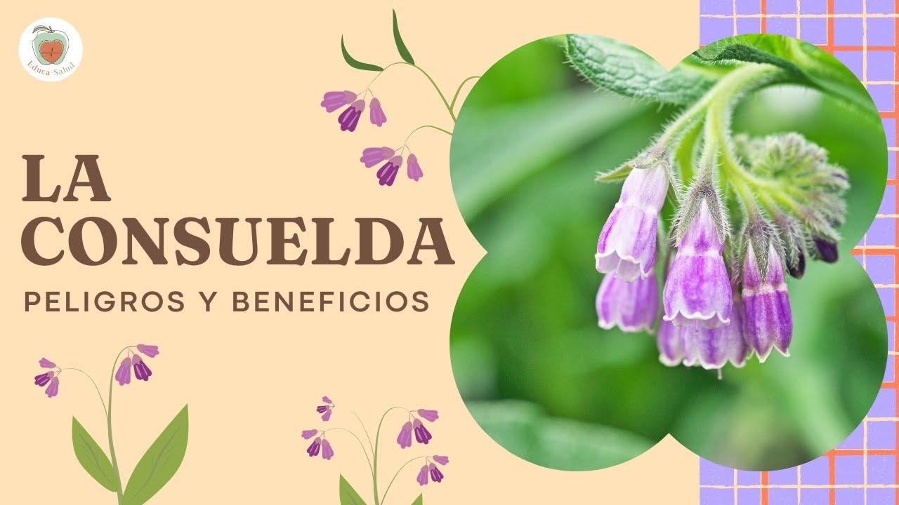 LA CONSULEDA: Planta Medicinal con Beneficios y Peligros