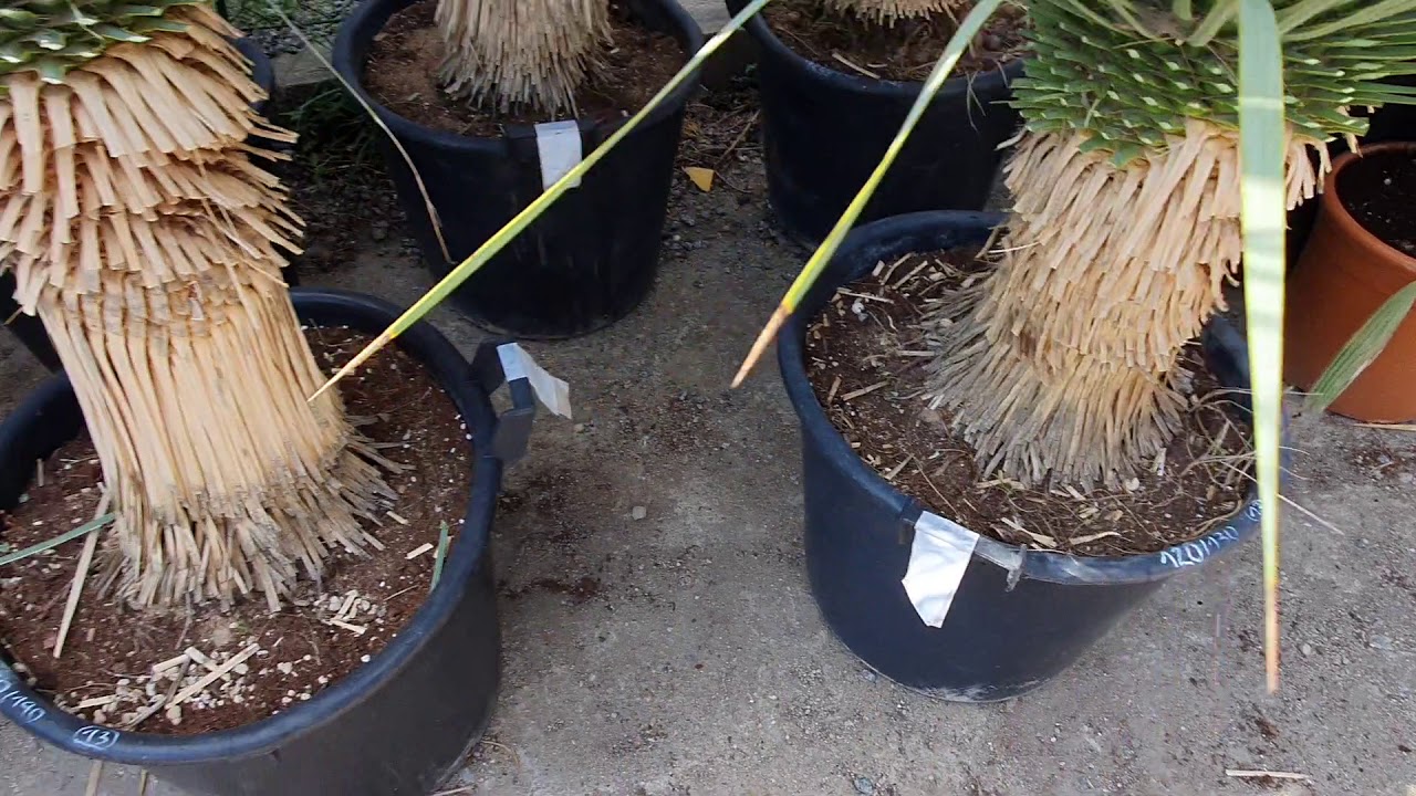 BestpalmTV. Yucca rostrata-20C