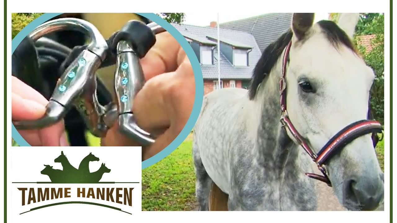 Pferd mit Wendy Syndrom! Glitzersteinchen schaden dem Pferd! | Tamme Hanken | Kabel Eins