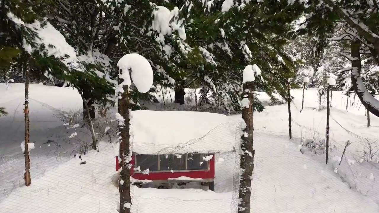Muskoka December 2, 2024