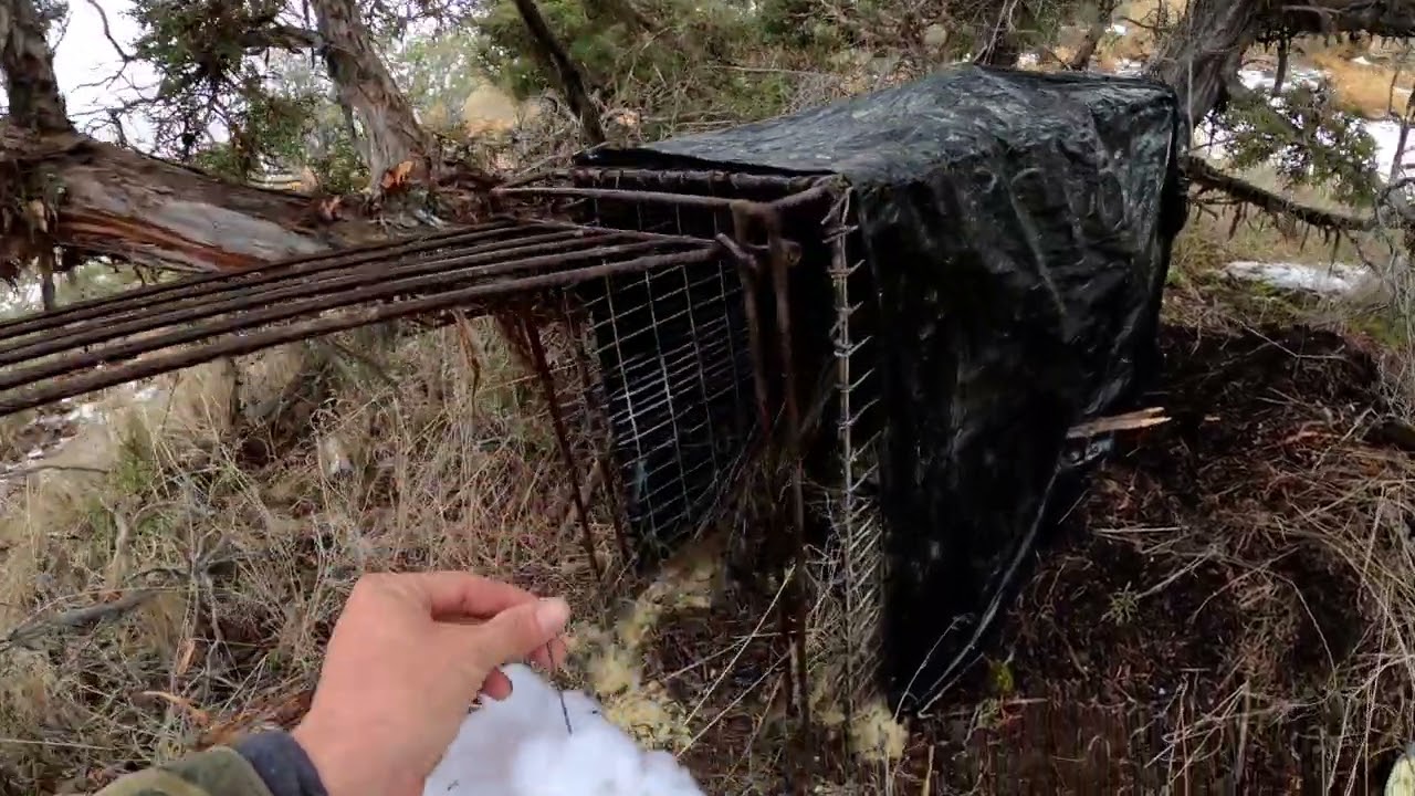 Setting a live trap for bobcats