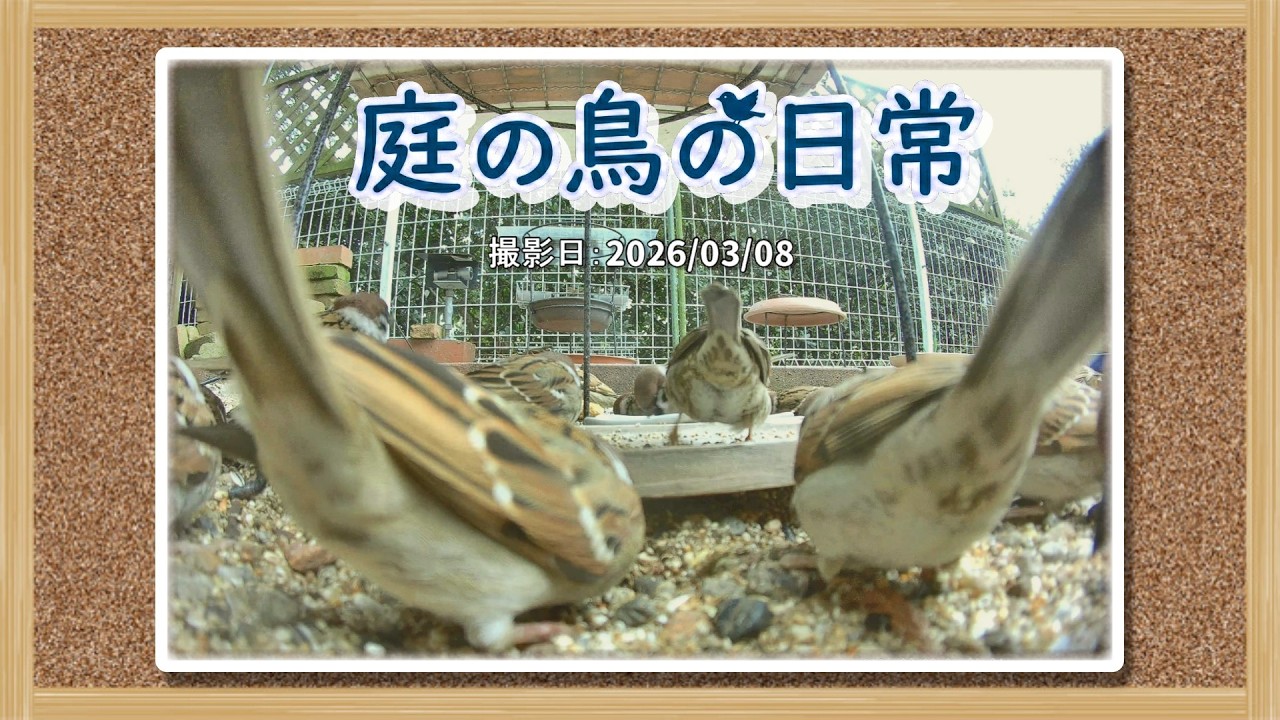 【庭の鳥の日常】(26,03,08) 雪がチラつく寒さに逆戻り