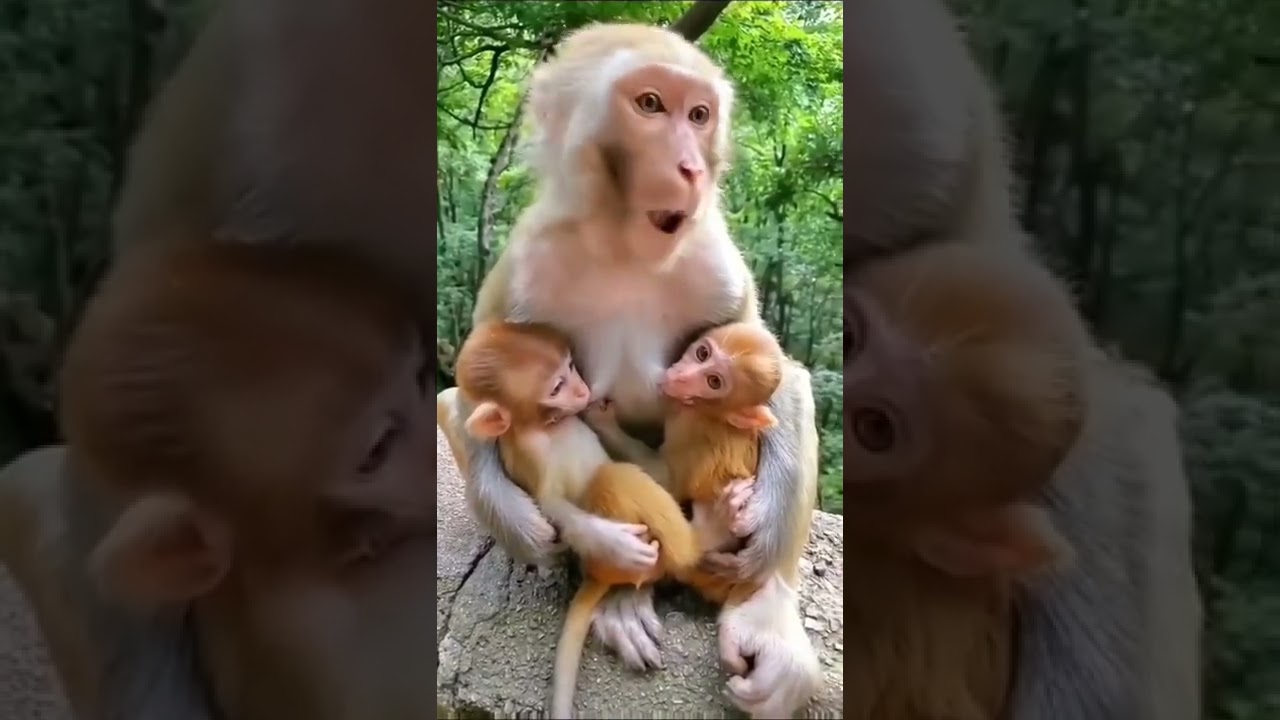 Beautiful monkey breastfeeding her baby #nature #shorts
