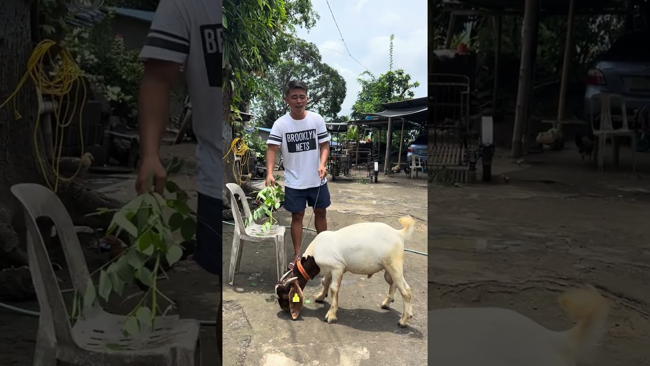 Taga NUEVA ECIJA ang bumili ng kambing ko
