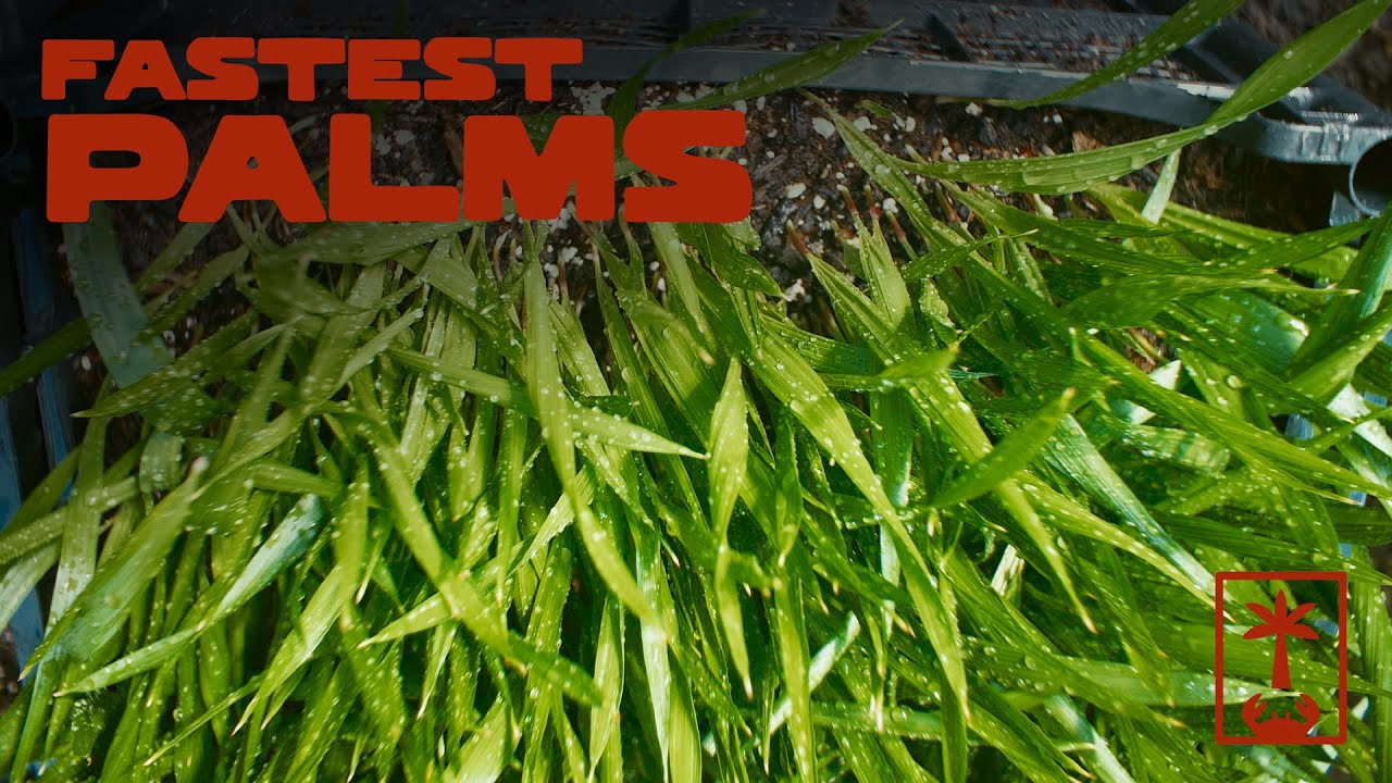 These Palms Grow Like Grass.. (Washingtonia Seed Update)