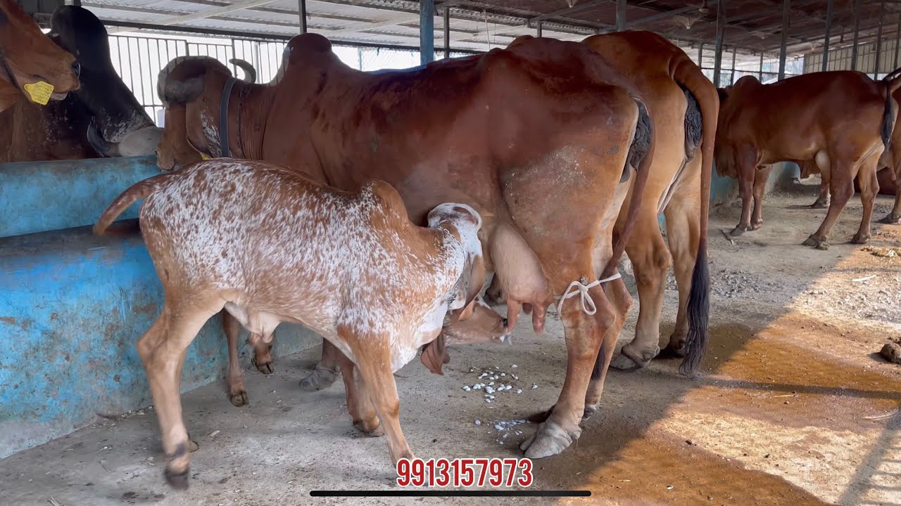 Our best Gir cow Sihan and her two calf - Live feeding -9913157973 - Madhuvan Gir Gaushala #gircow