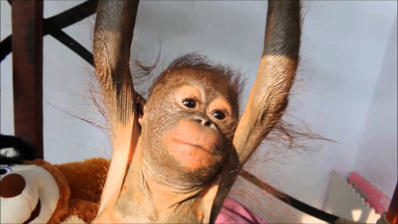 Rescued baby orangutan Gito receives physiotherapy