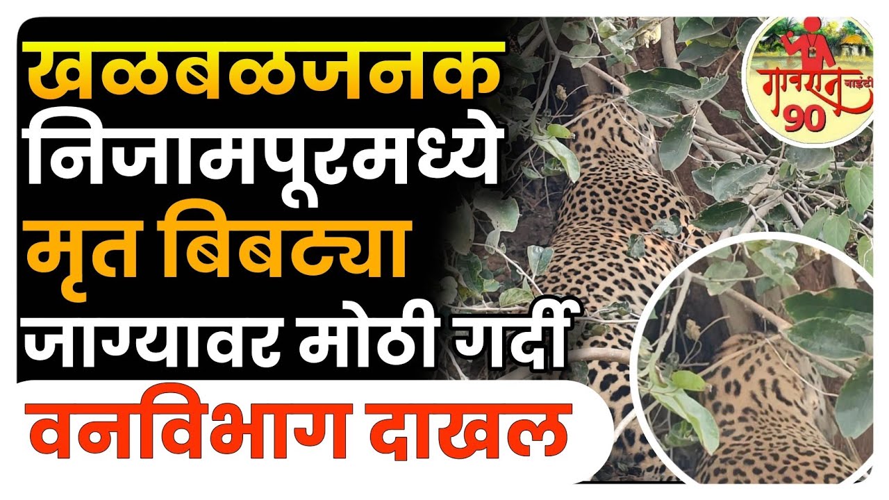 Breaking News : खळबळजनक निजामपूर मध्ये मृत बिबटया आढळला घटनास्थळी पोलीस- वनविभाग दाखल 