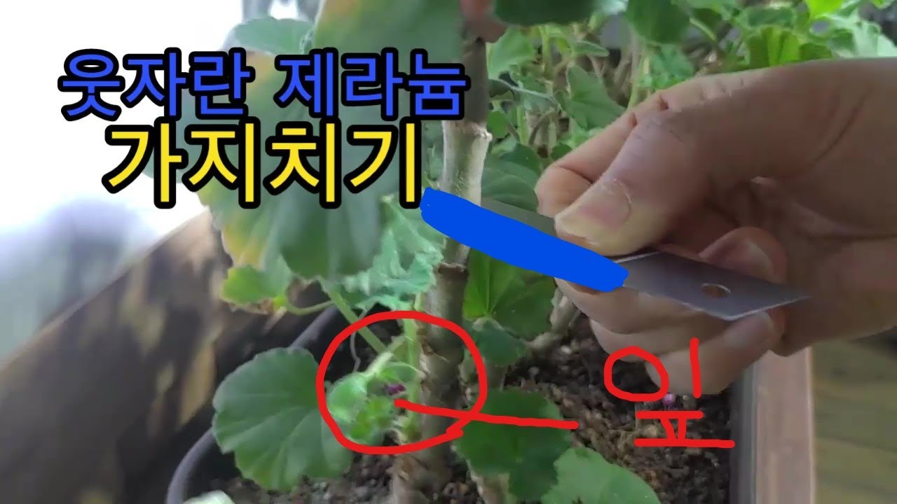 웃자란 제라늄 가지치기 (쉽게설명)