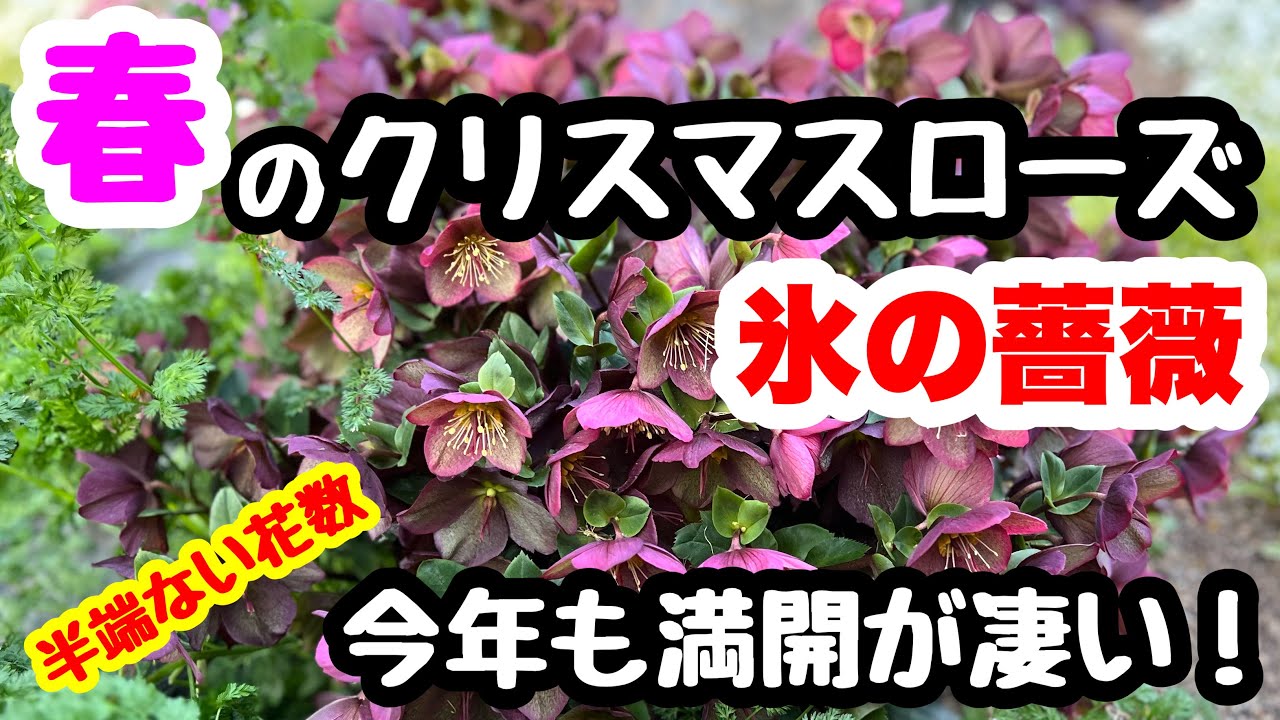 ◆【氷の薔薇】100輪超えの満開が凄い！3年目のクリスマスローズ