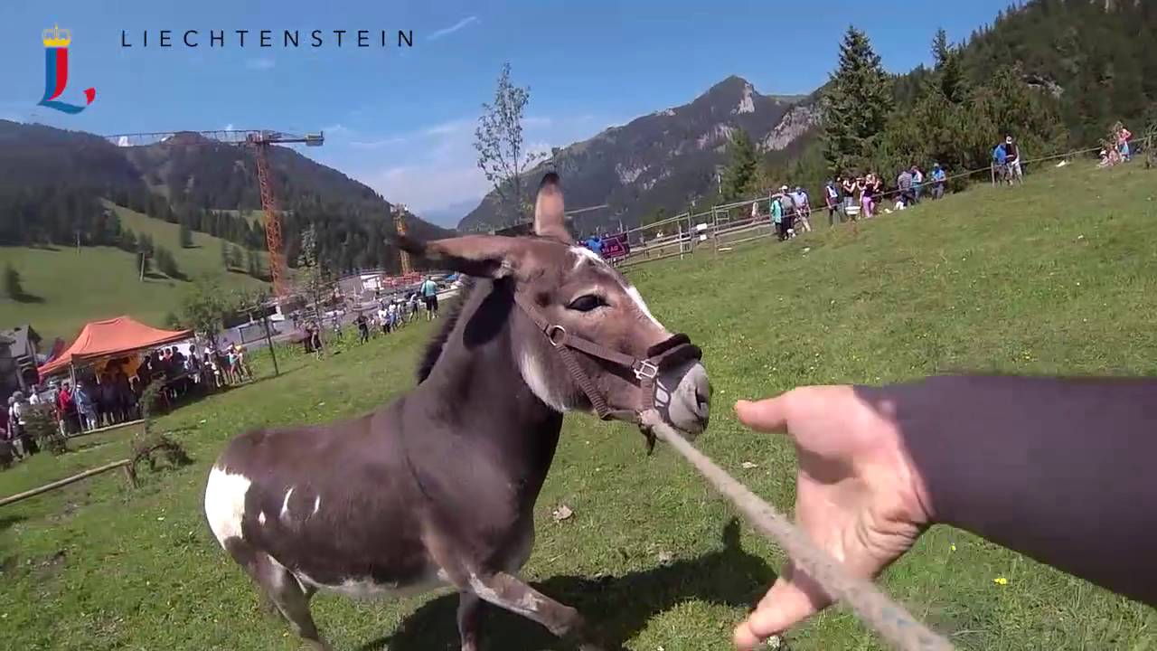 Eselfest in Malbun / Fürstentum Liechtenstein