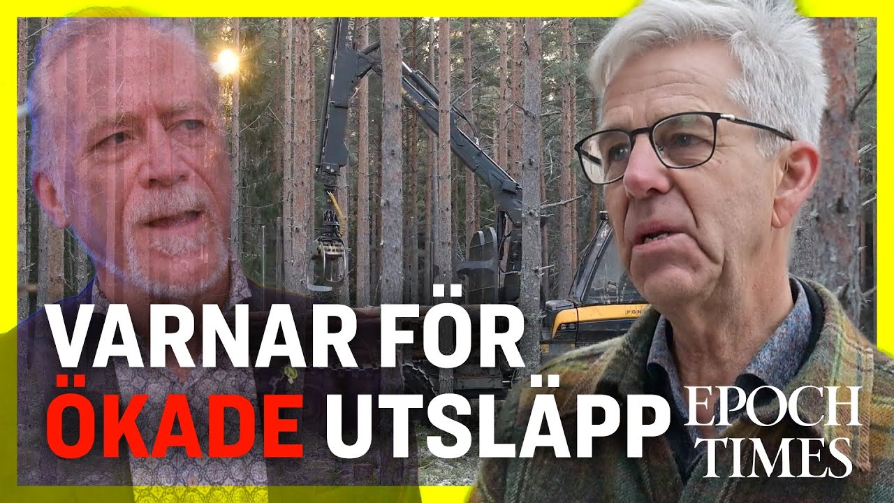 Skogsforskare kritisk mot MP:s f&ouml;rslag om hyggen