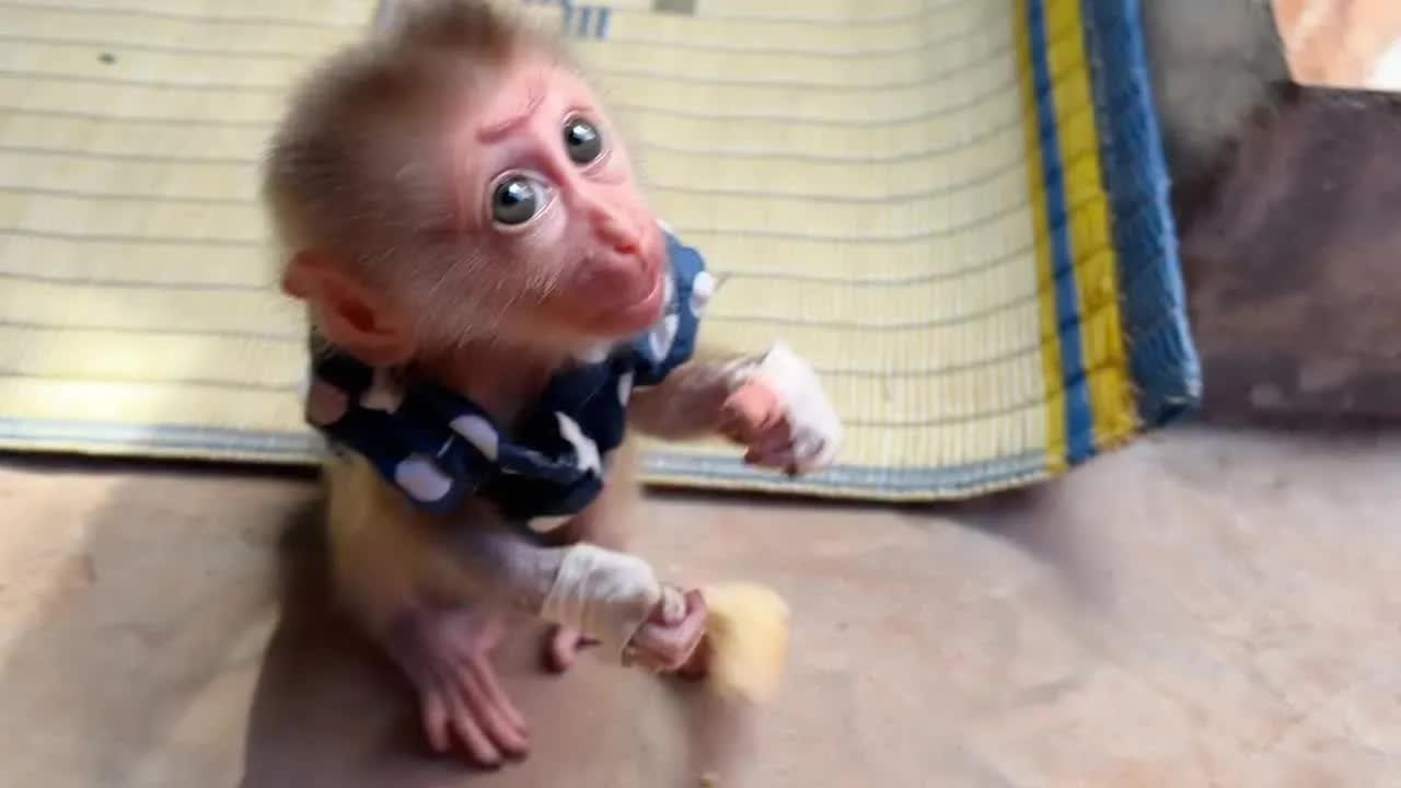 Baby Monkey Mato Temper Bad Mood To Mom Put On Ground To Hangout Alone