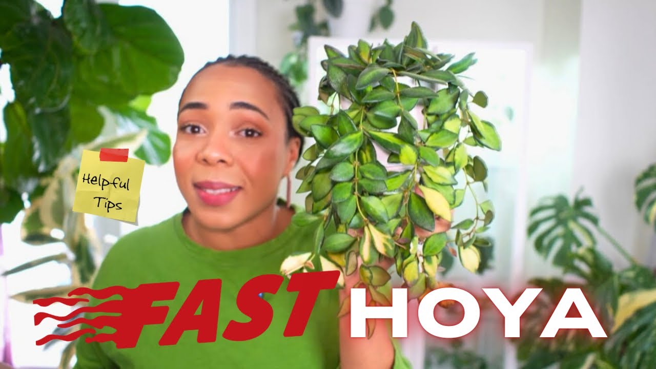 8 of my FASTEST growing HOYA & TIPS on how I grow them.