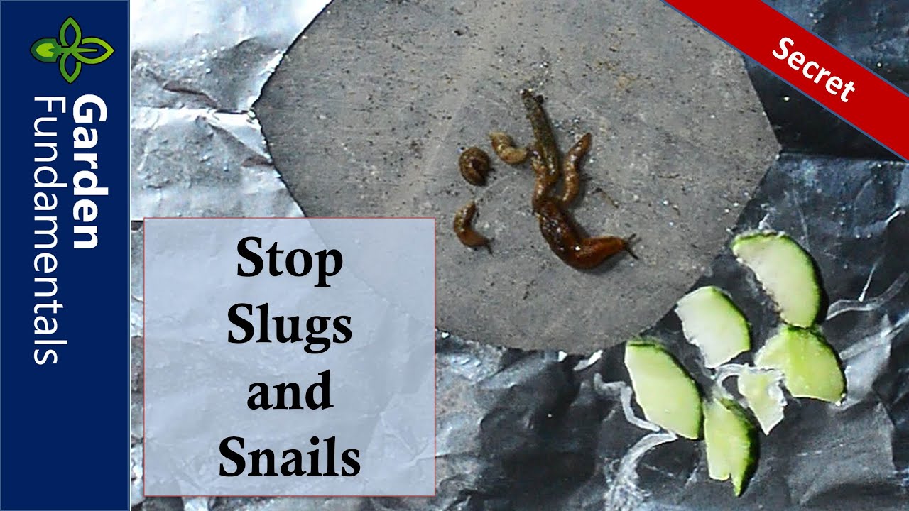 New Way to Stop Slugs and Snails 🚘🚠🚀 Aluminum + Cucumbers - Does it work?