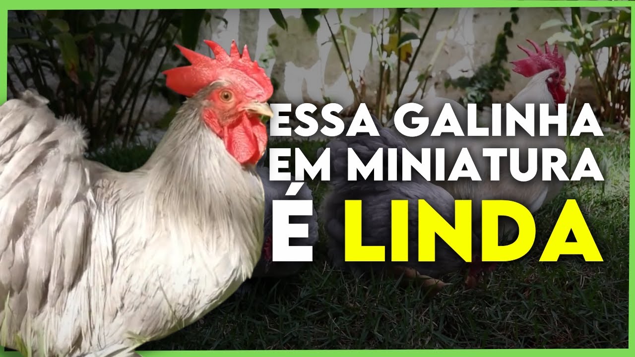 MINI COCHIN - Galinha Exótica e Excelente Chocadeira