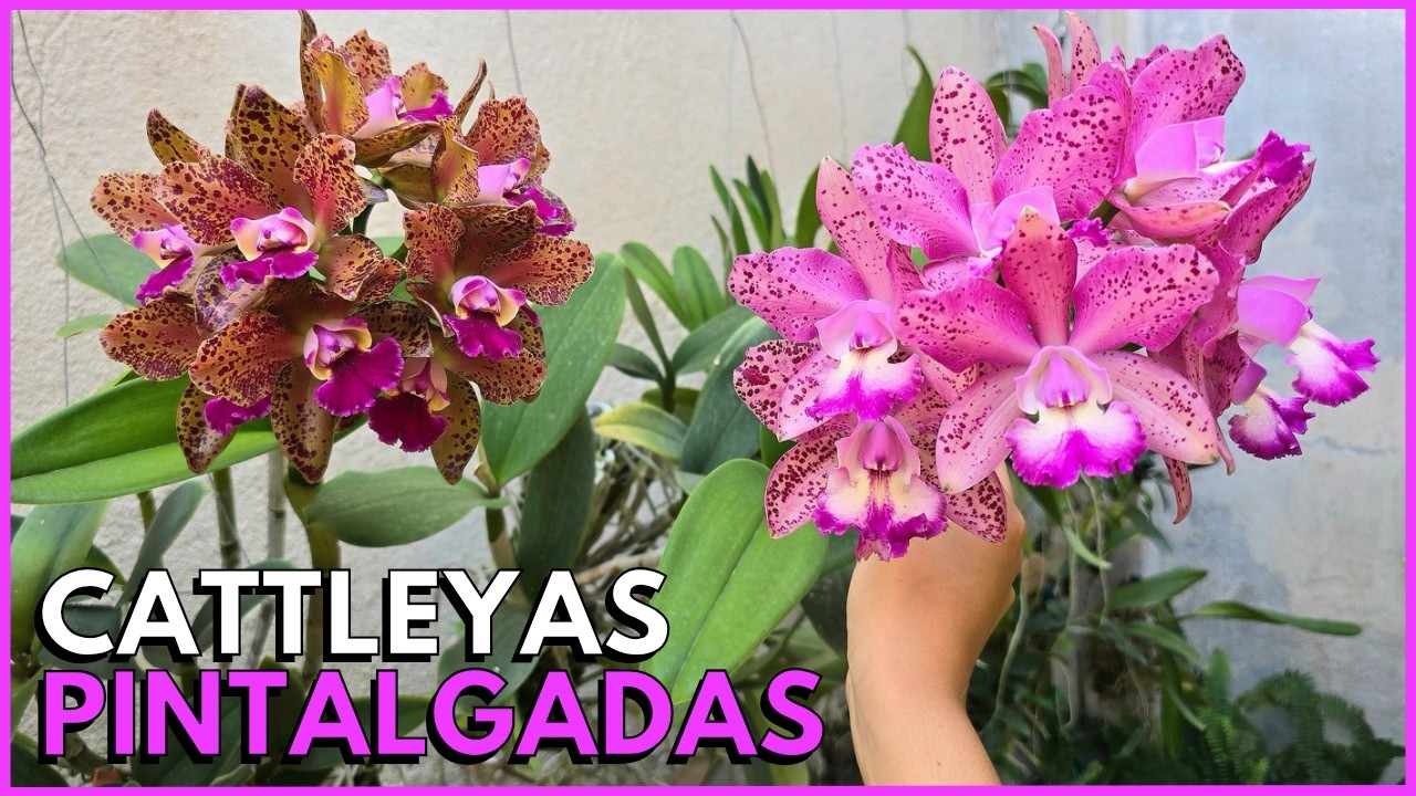 COMO CULTIVAR CATTLEYAS PINTAGADAS ☝️🌸