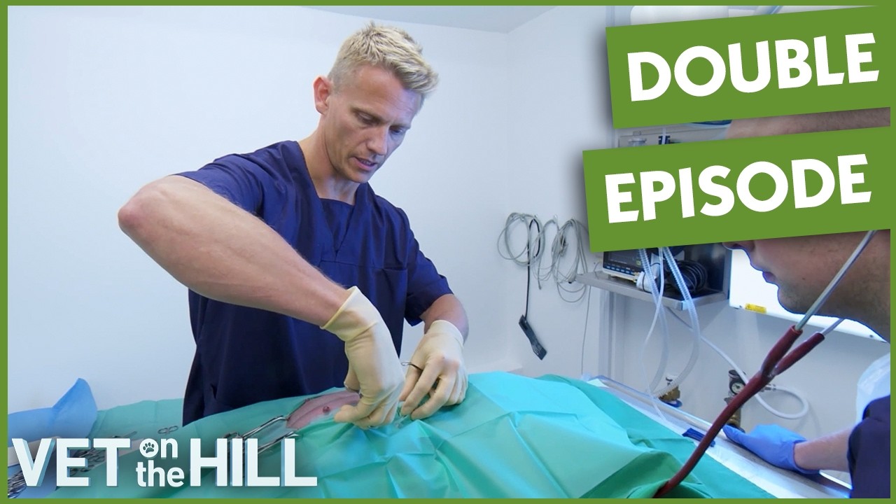 Dog's Emergency Birth! | Full Episode | Vet On The Hill