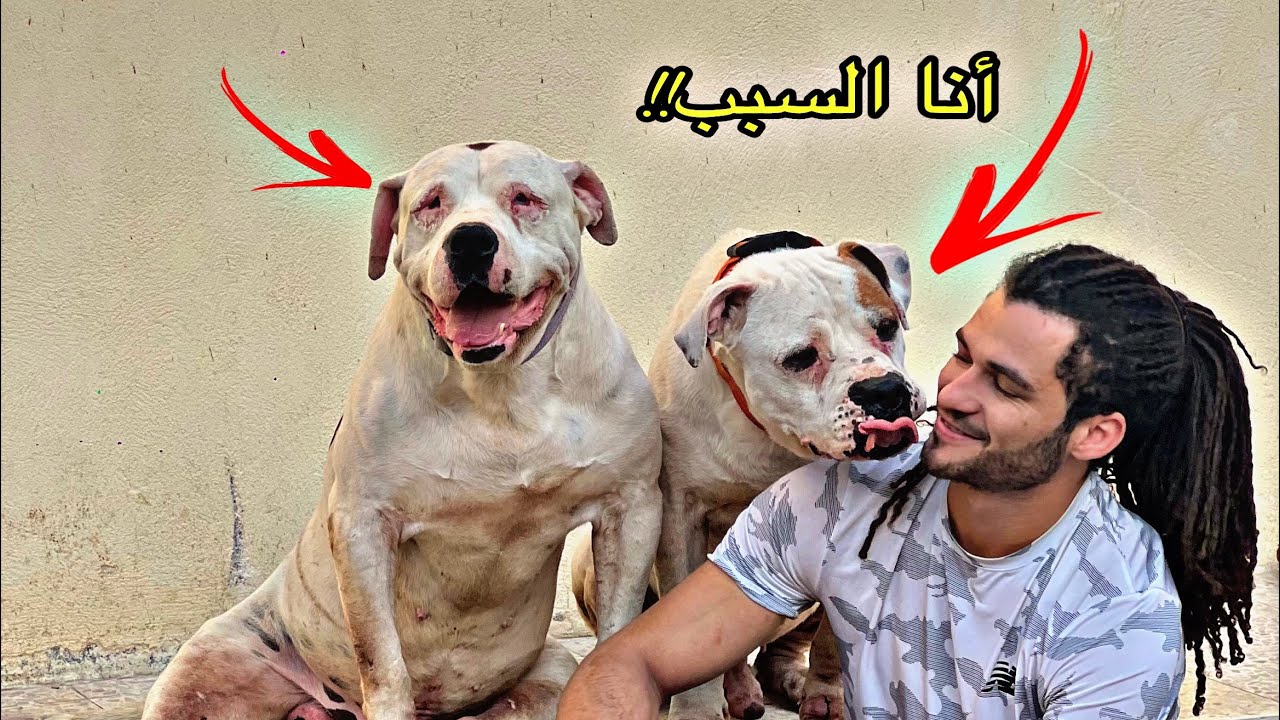 بويكا ضاع من البيت💔…. مكافأة 10000جنية💵