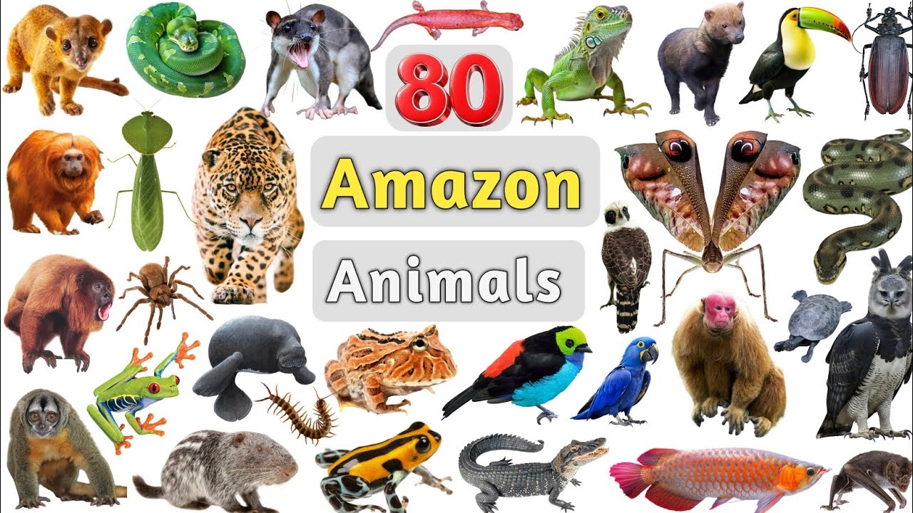 Amazon Animals Vocabulary ll 80 Amazon Rainforest Animals Names in English with Pictures ll Animals 