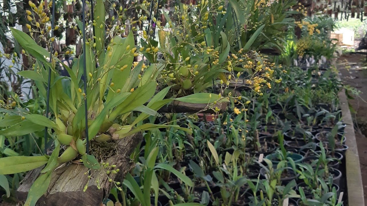 cultivo de oncidium twinkle no troquinho