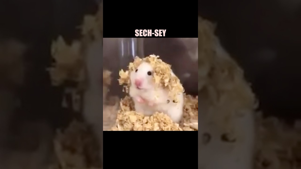 👹 MY WEAVE #repost #hamster #weave #shorts