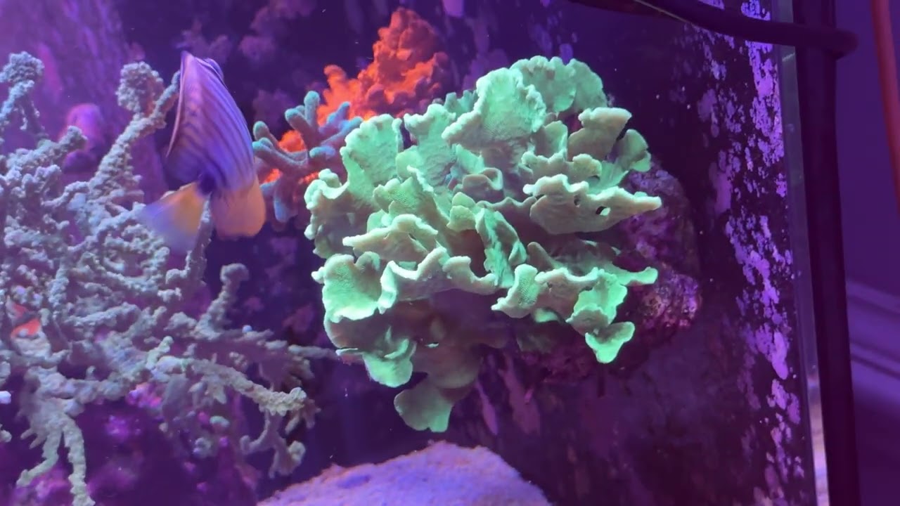 Red Sea Reefer 350 G2 SPS reef tank update 8 June 2025