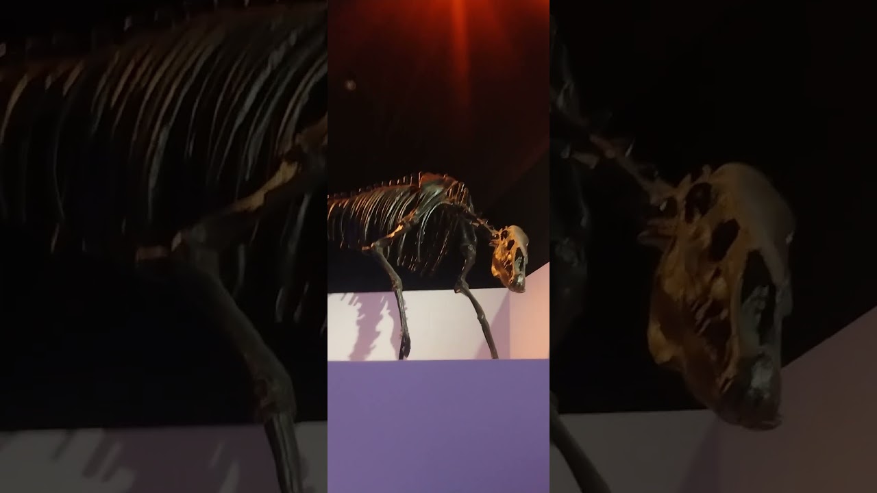 Ictitherium, a dog-like hyena ancestor being chased by prehistoric horse Hipparion pt 2