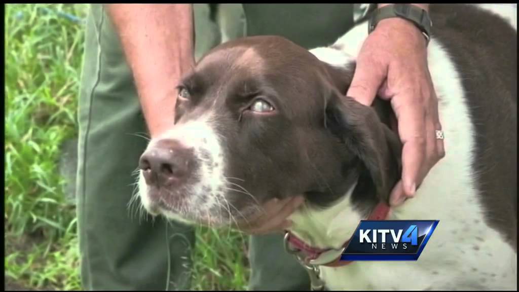 Little fire ants turning into a big problem